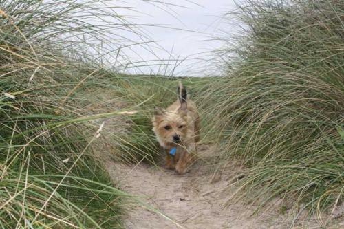 A Pick of Dog Friendly Beaches in Cornwall